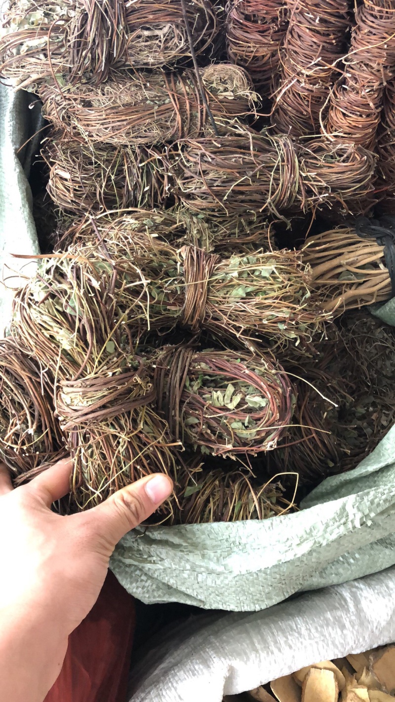 新货广西鸡骨草扎把无硫光杆