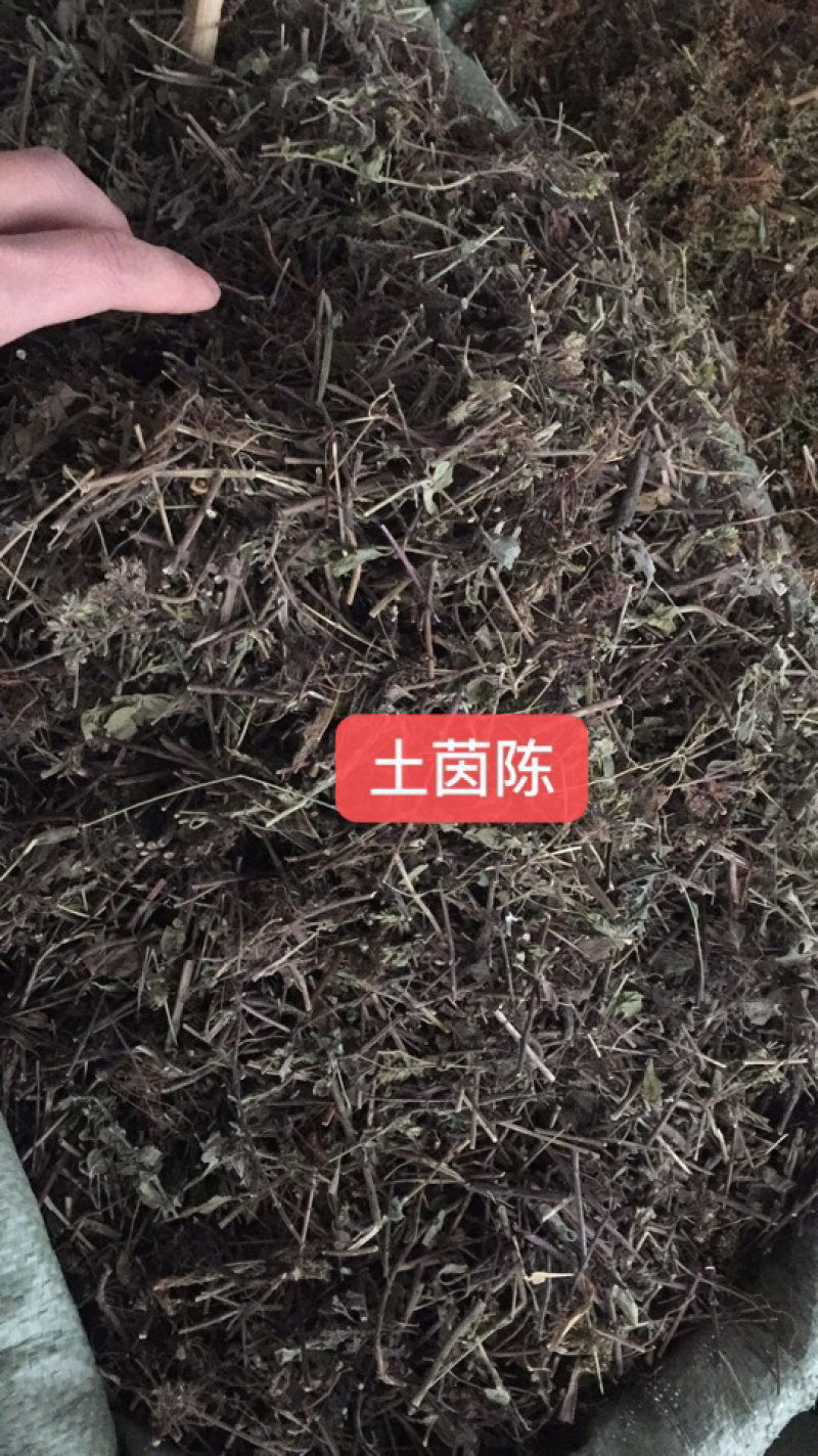 中药材新货土茵陈也叫牛至条子都有