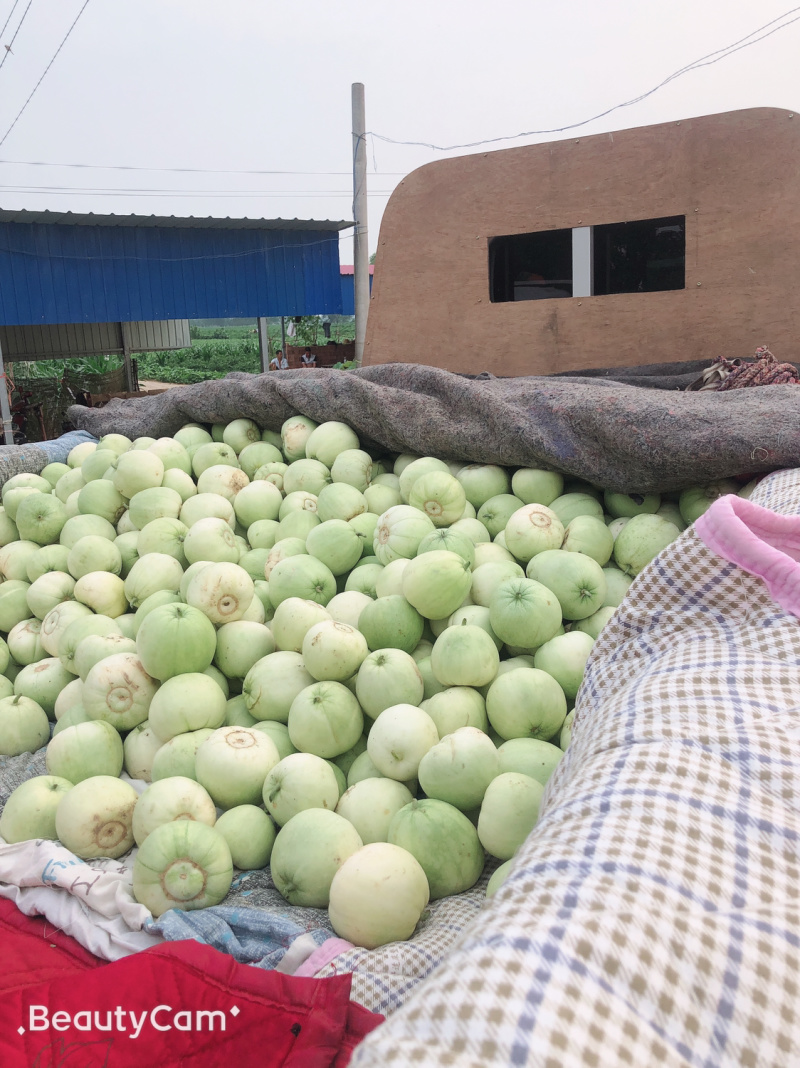 青皮甜瓜🍈、量大、甜度高、望广大老板前来釆购