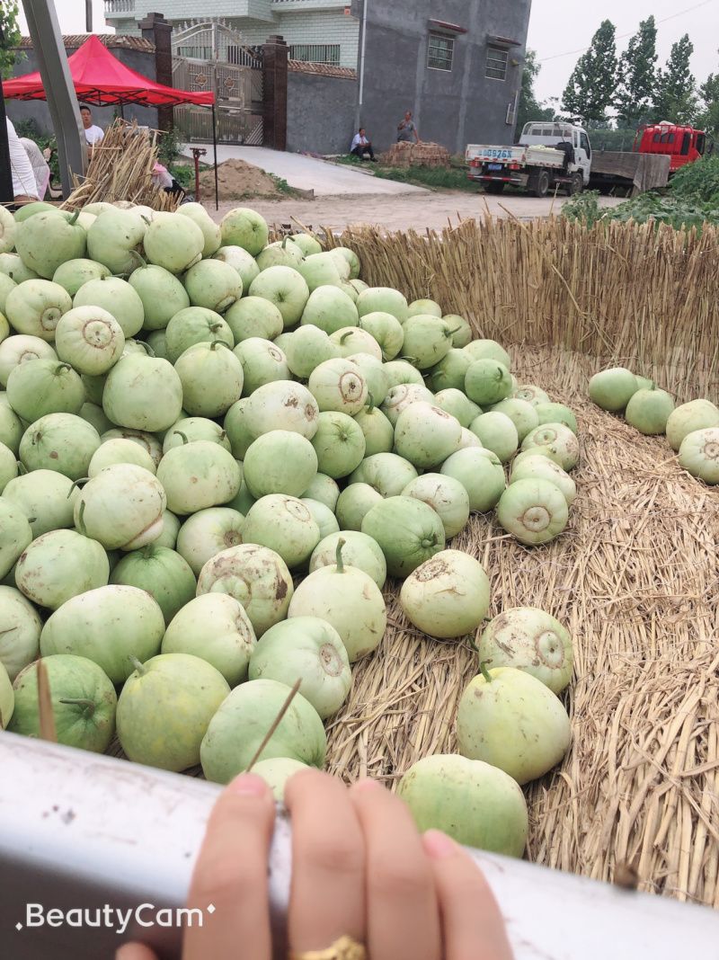 青皮甜瓜🍈、量大、甜度高、望广大老板前来釆购