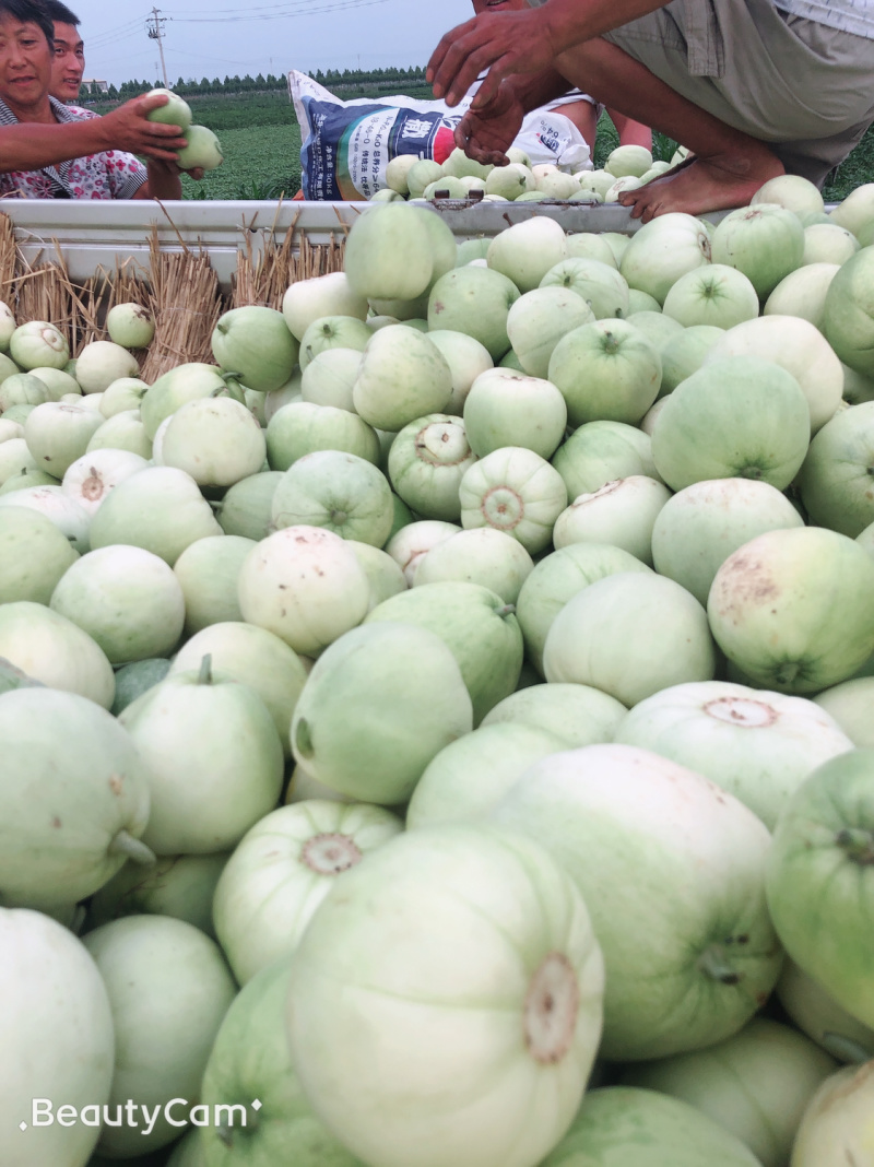 青皮甜瓜🍈、量大、甜度高、望广大老板前来釆购