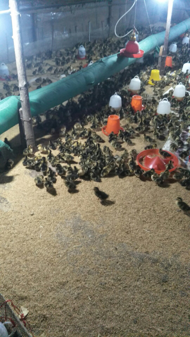 保温养殖设备鸡舍温控设备育雏加热保温设备育雏