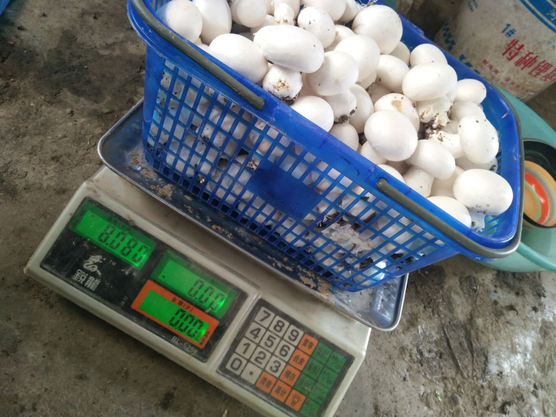 食用菌做了几年的大球盖，