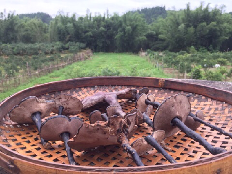 广西野生统货灵芝干品新鲜灵芝孢子粉紫灵芝