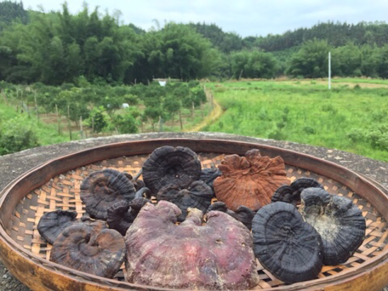 广西野生统货灵芝干品新鲜灵芝孢子粉紫灵芝