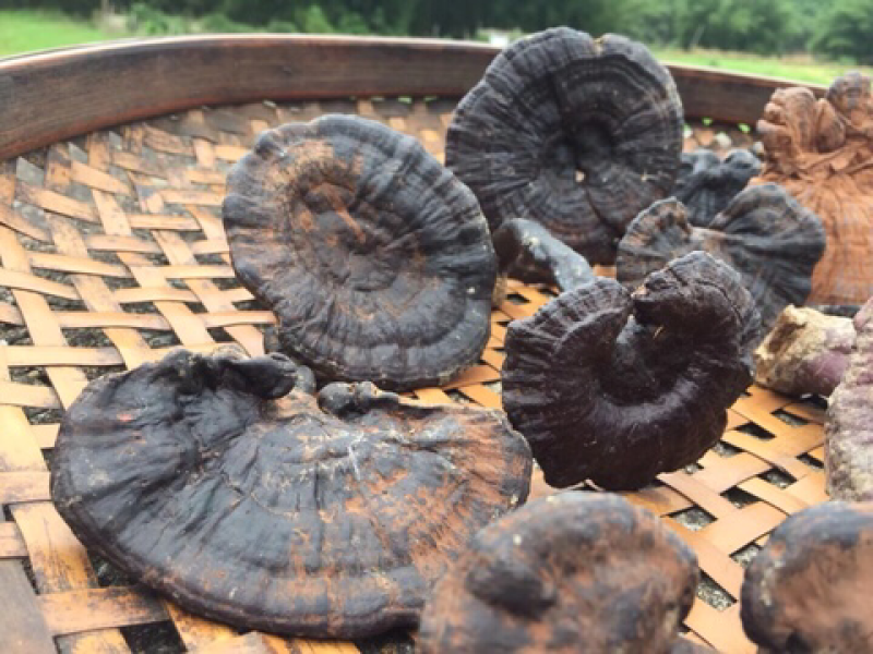 广西野生统货灵芝干品新鲜灵芝孢子粉紫灵芝