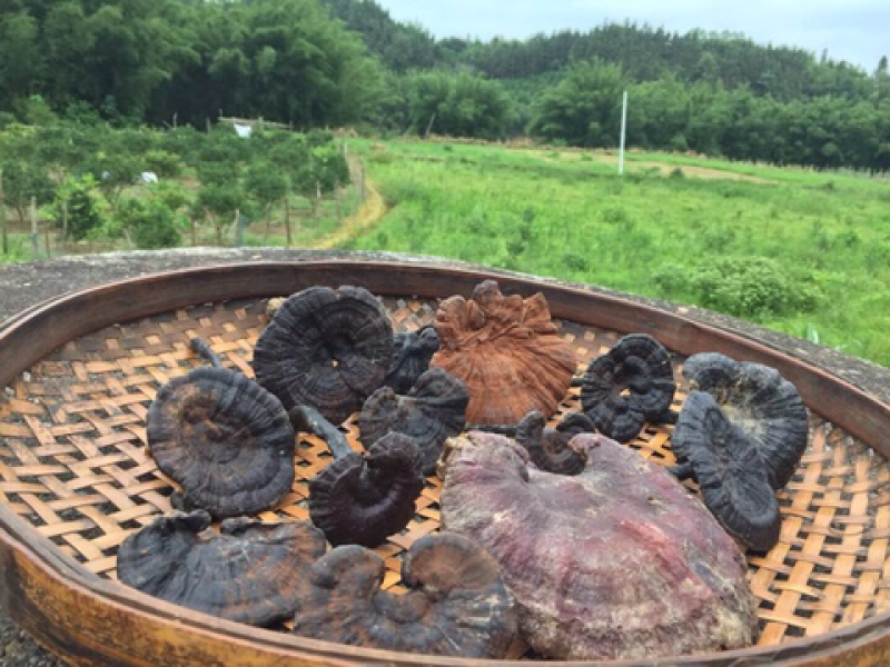 广西野生统货灵芝干品新鲜灵芝孢子粉紫灵芝