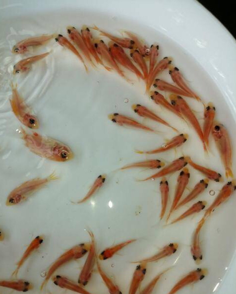彩虹蜩红罗非鱼苗，有自孵水花，