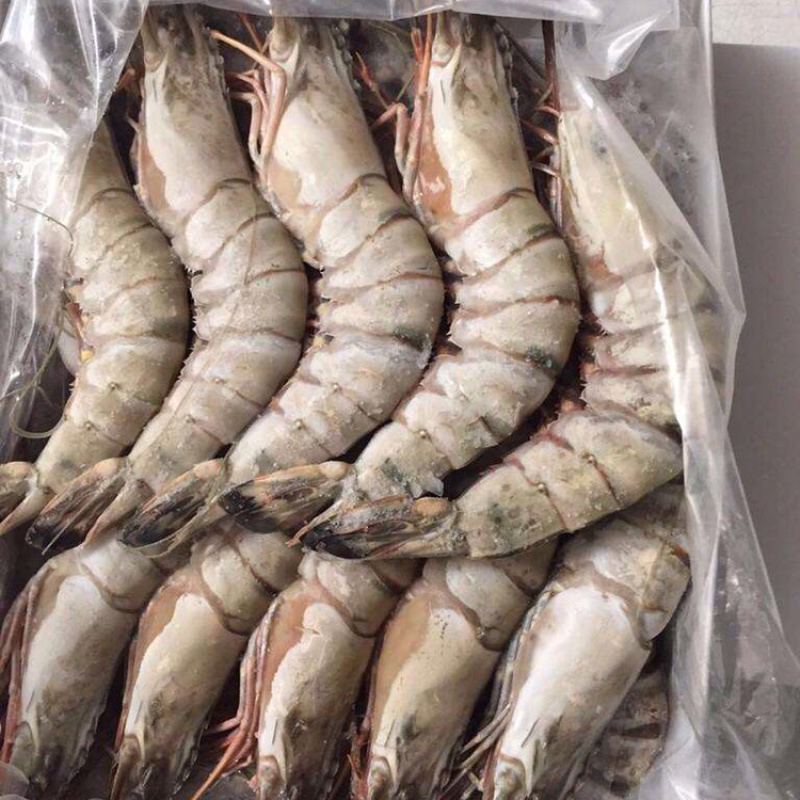 12头10头草虾越南黑虎虾
