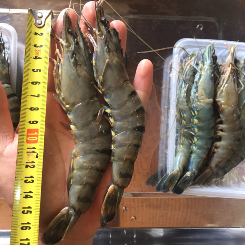 12头10头草虾越南黑虎虾