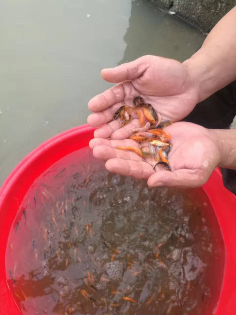 日本锦鲤鱼苗三色五色+自孵水花