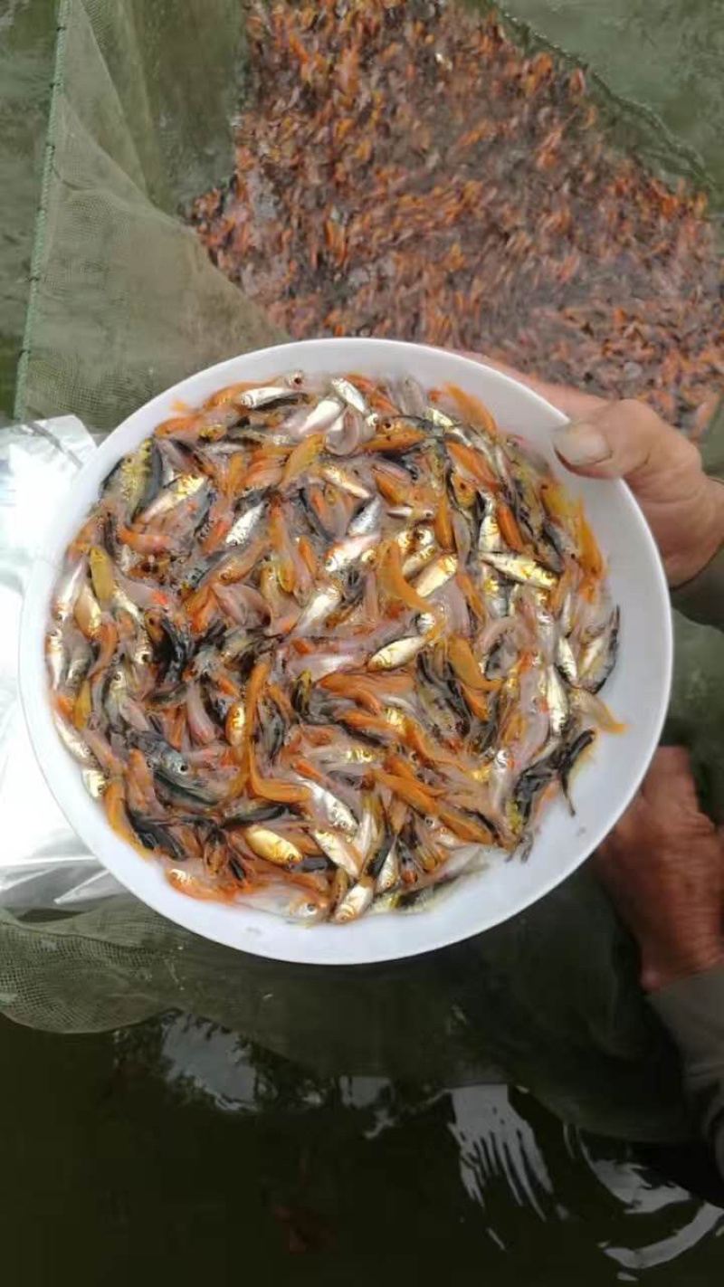 日本锦鲤鱼苗三色五色+自孵水花