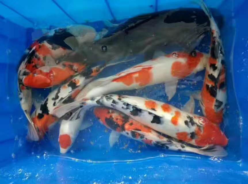 日本锦鲤鱼苗三色五色+自孵水花