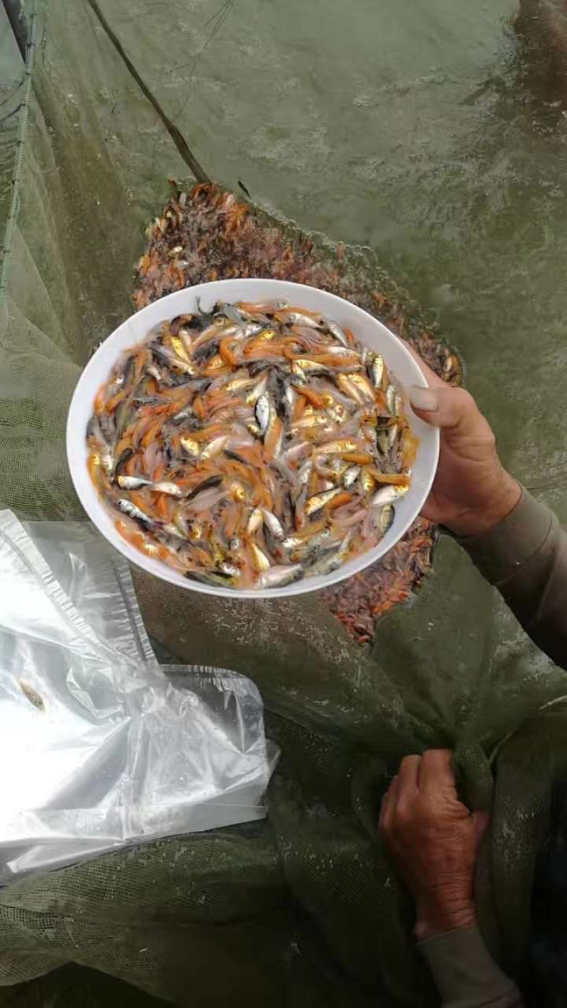 日本锦鲤鱼苗三色五色+自孵水花