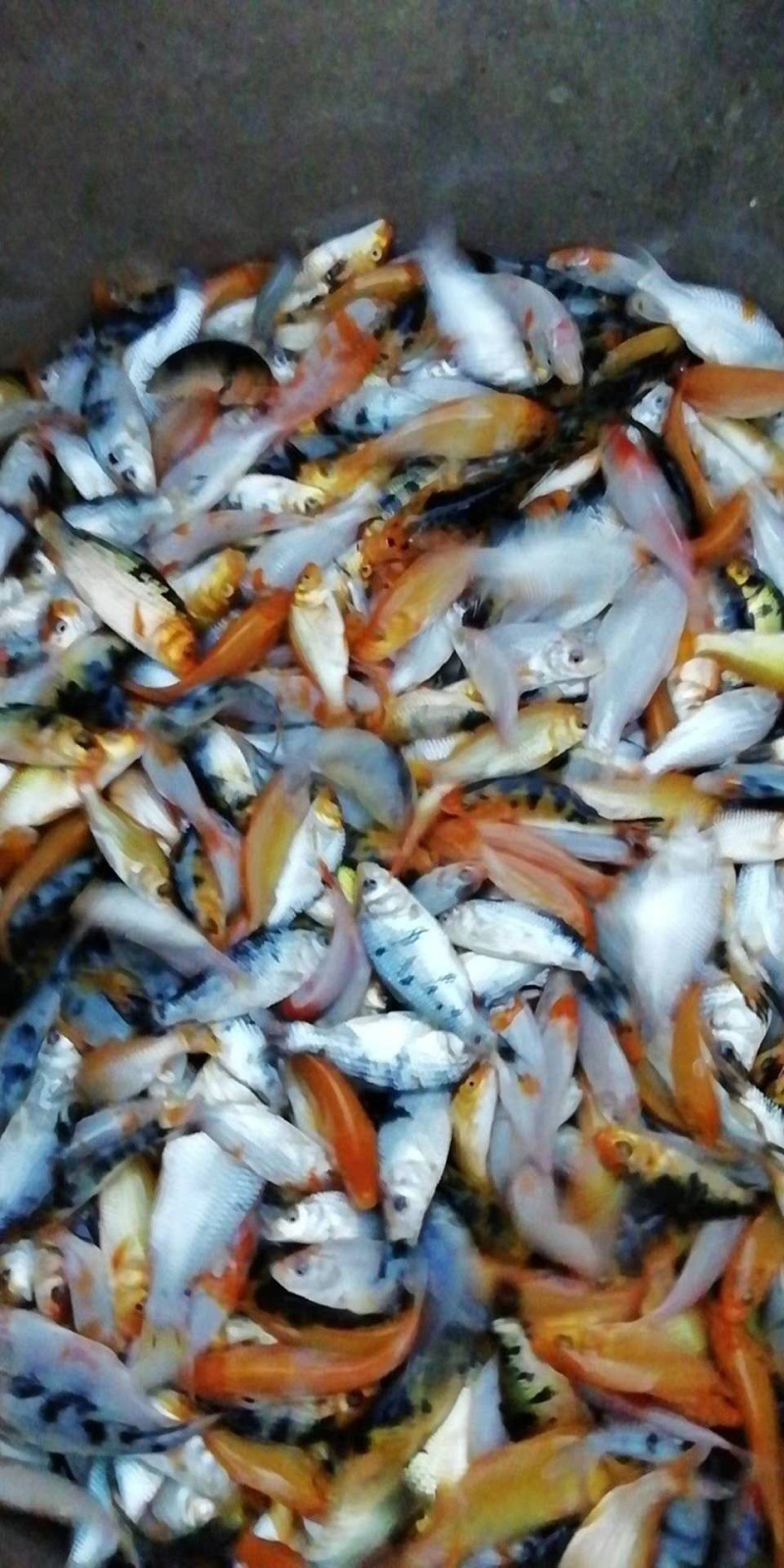 日本锦鲤鱼苗三色五色+自孵水花