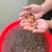 日本锦鲤鱼苗，有自孵水花