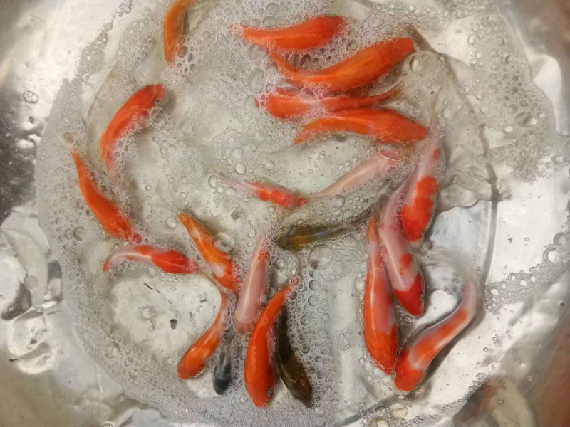 日本锦鲤鱼苗，有自孵水花