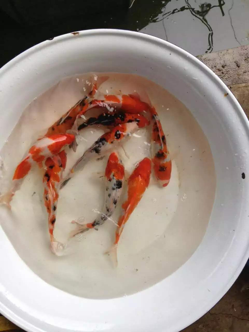 日本锦鲤鱼苗，有自孵水花