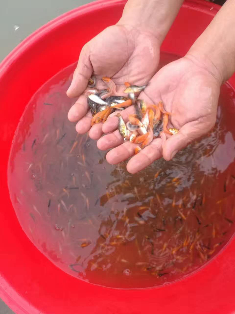 日本锦鲤鱼苗，有自孵水花