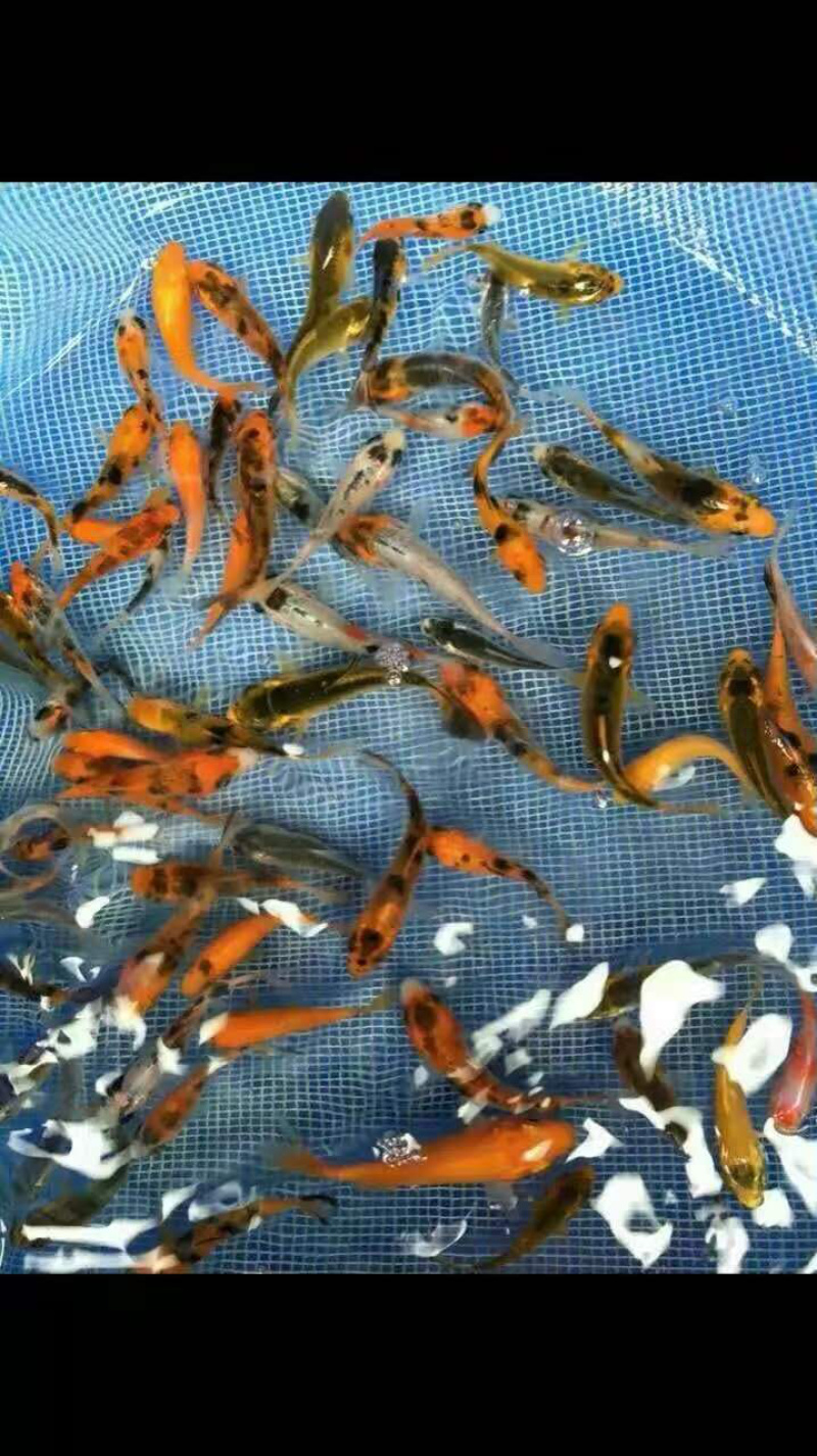 日本锦鲤鱼苗，有自孵水花