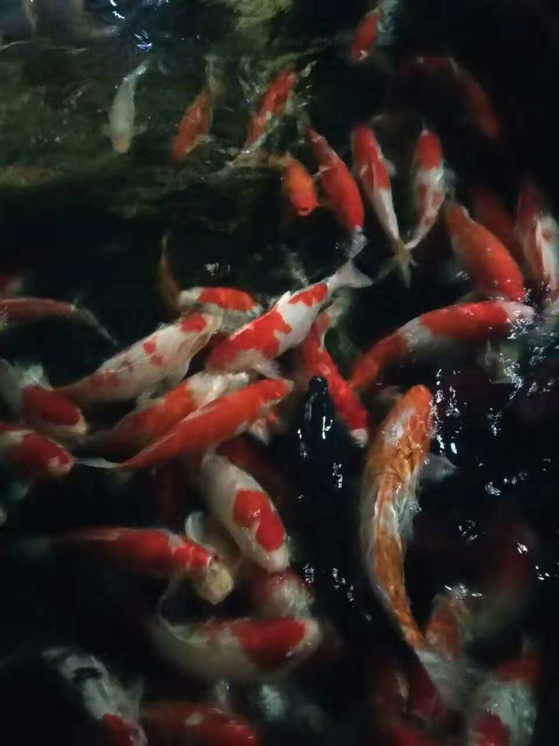 日本锦鲤鱼苗，有自孵水花