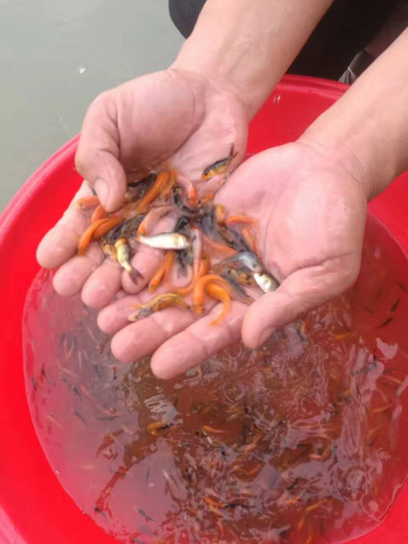 日本锦鲤鱼苗，有自孵水花