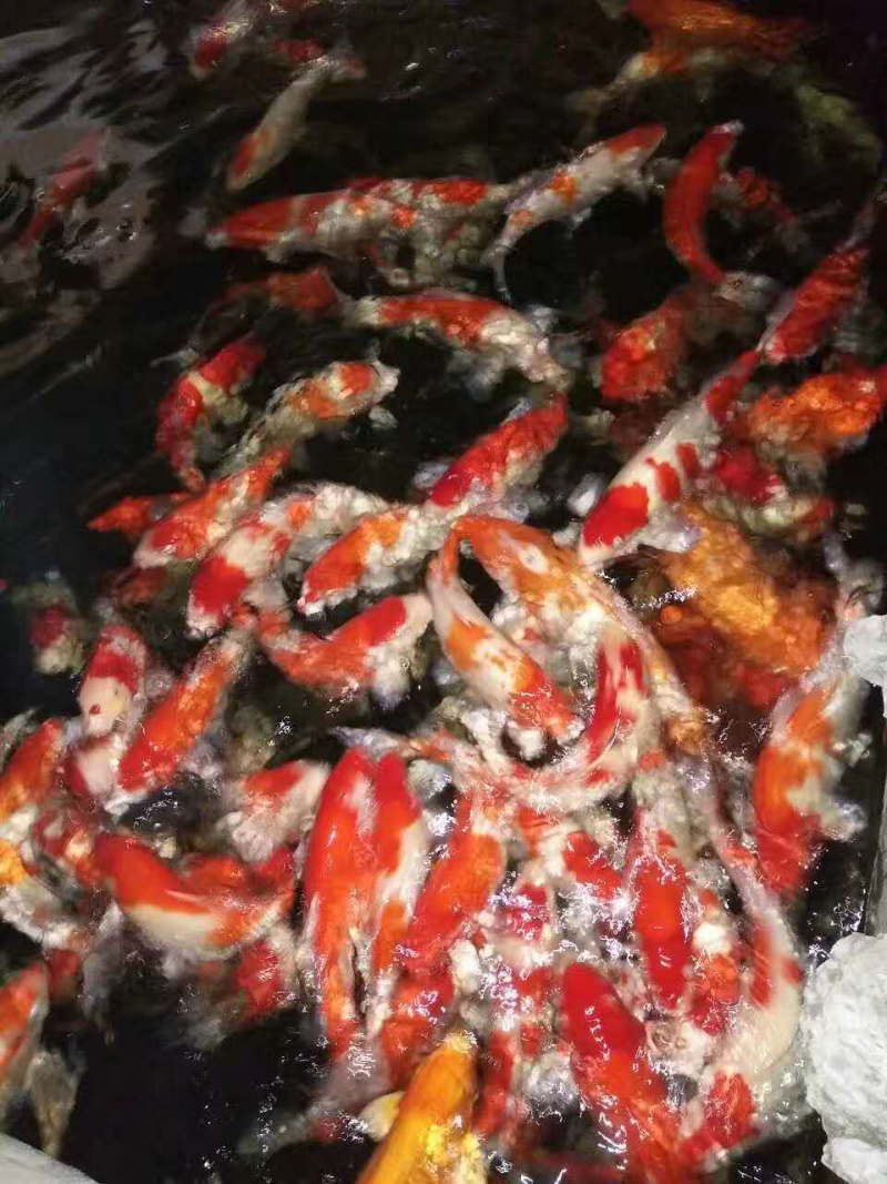 日本锦鲤鱼苗，有自孵水花