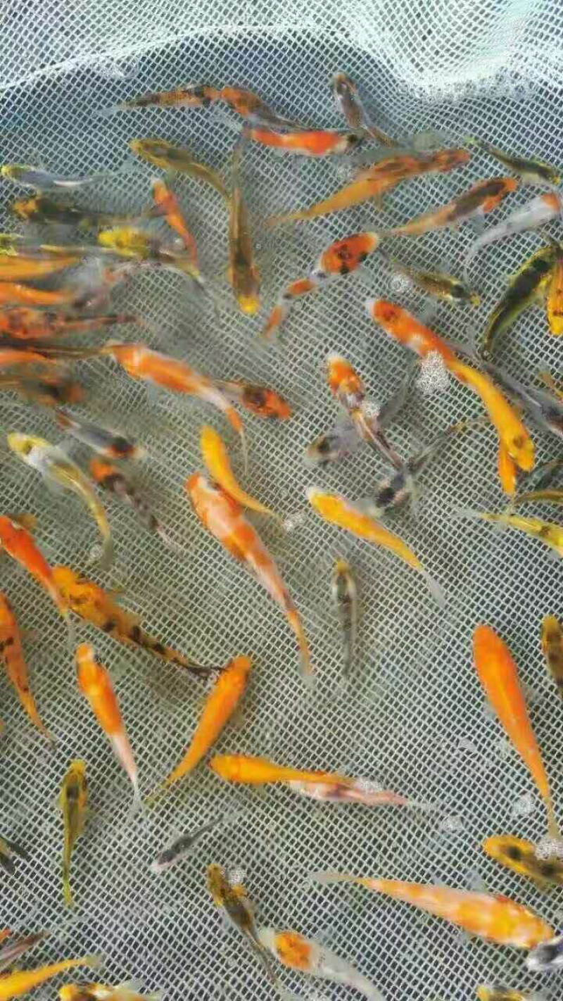日本锦鲤鱼苗，有自孵水花