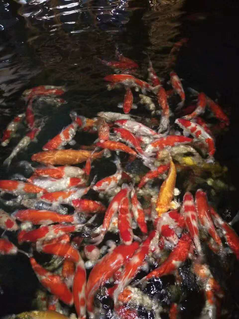 日本锦鲤鱼苗，有自孵水花