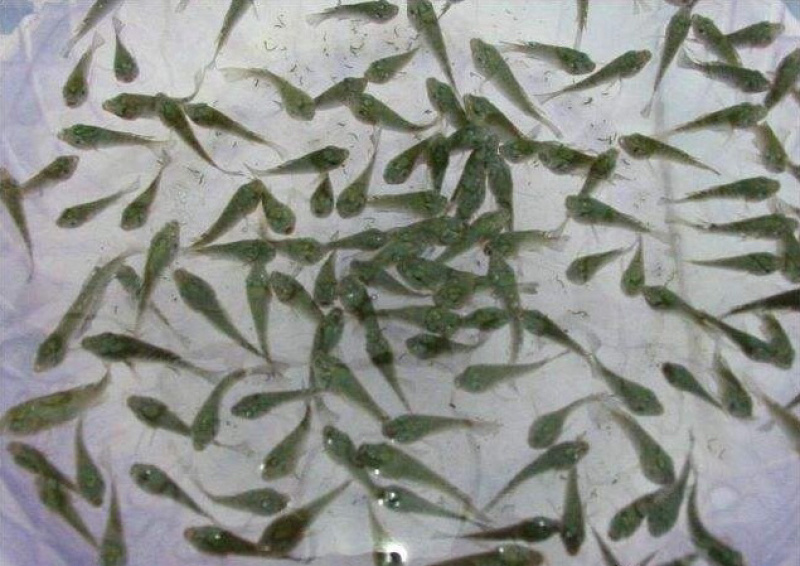 大头花鲢鱼苗，有自孵水花