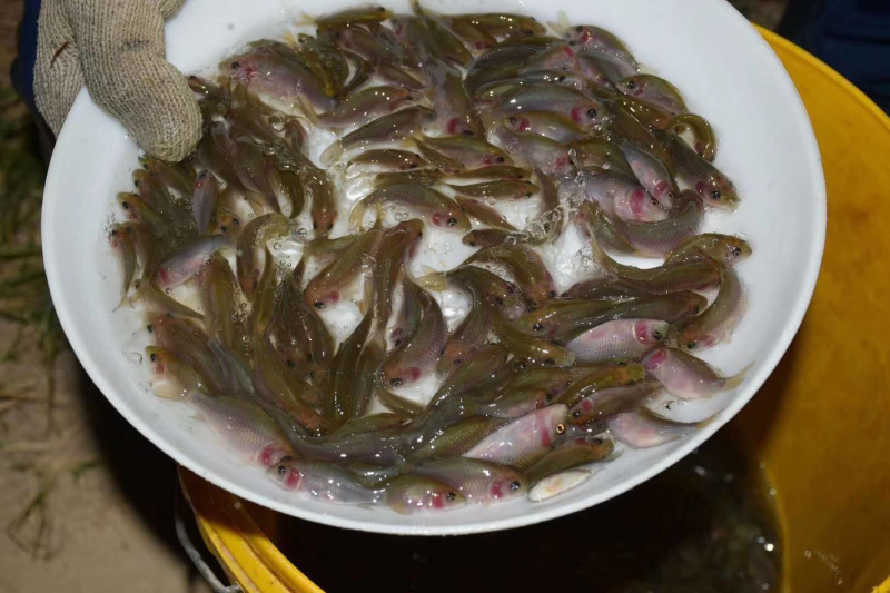 禾花鲤鱼苗，有自孵水花