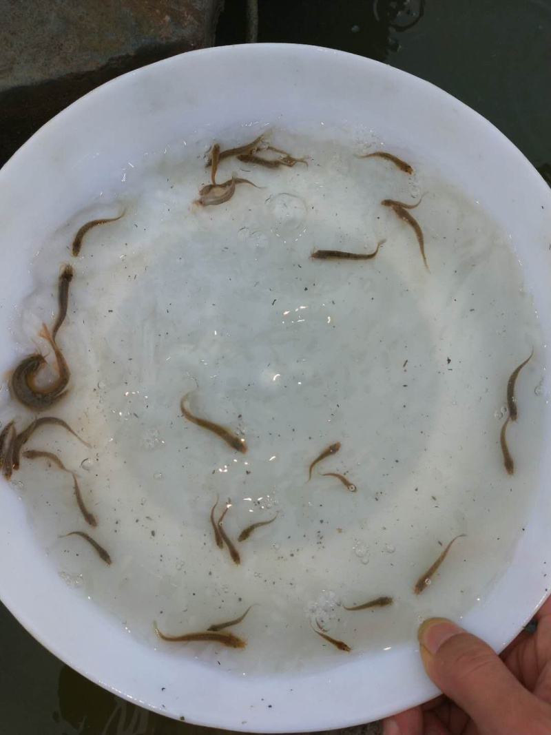 泥鳅苗+自孵水花量大从优全国包邮。