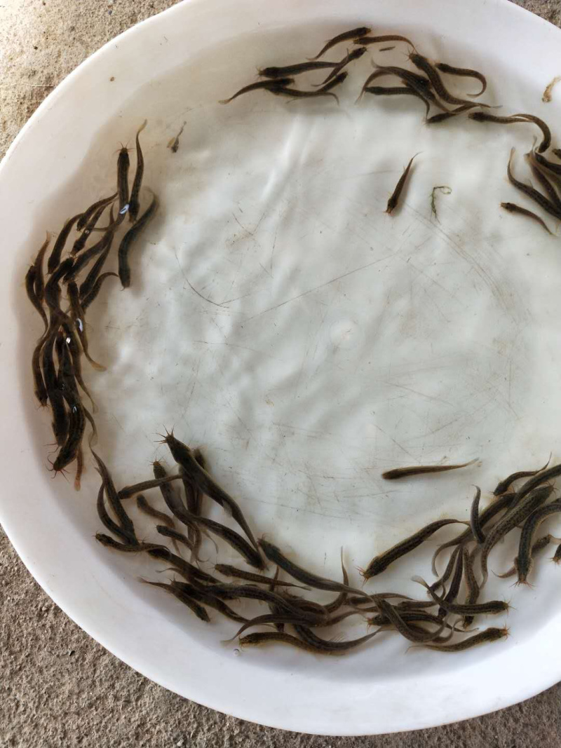 泥鳅苗+自孵水花量大从优全国包邮。