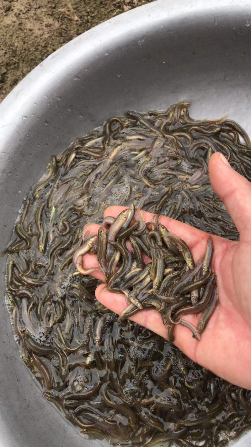 泥鳅苗+自孵水花量大从优全国包邮。