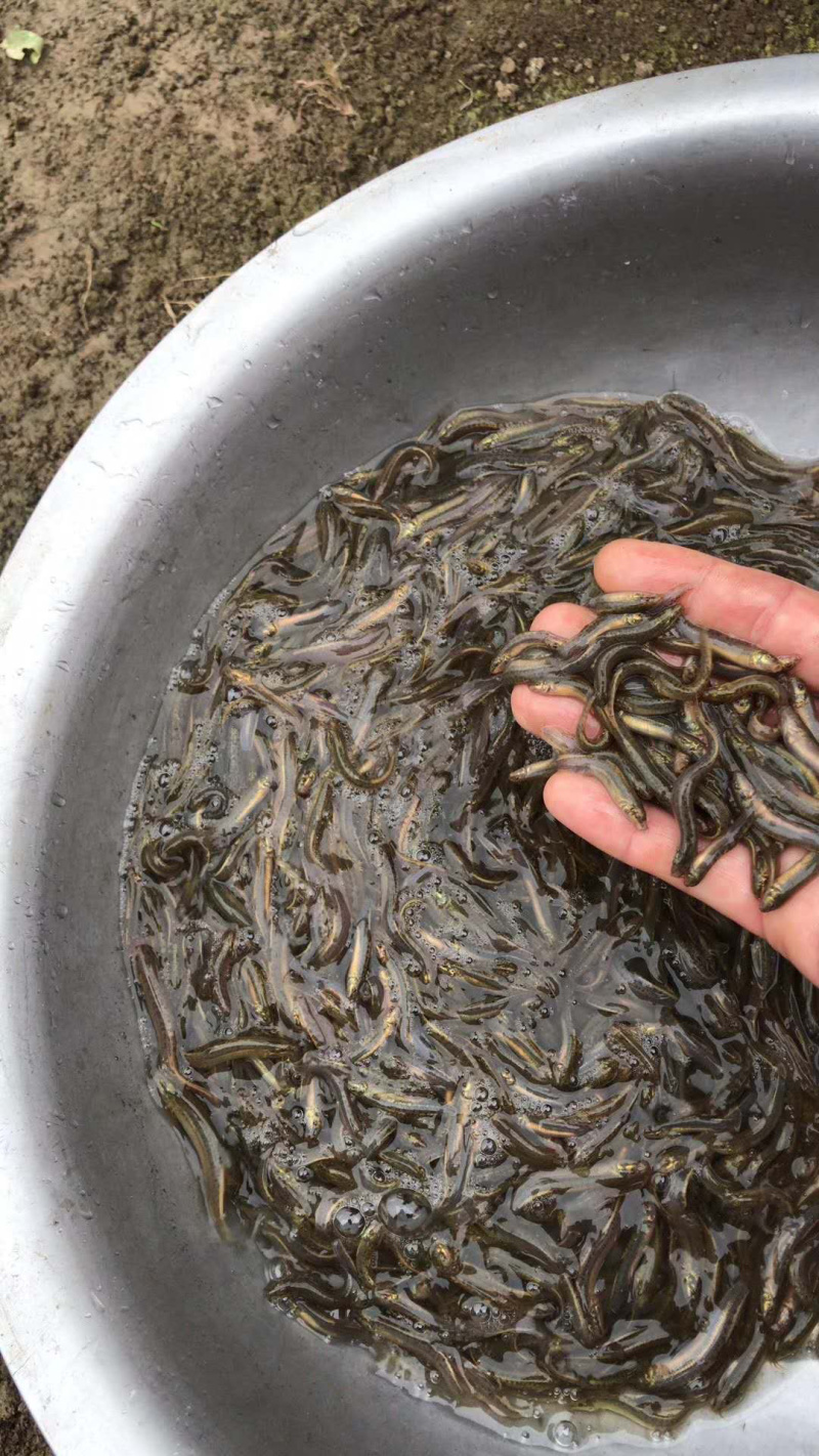 泥鳅苗+自孵水花量大从优全国包邮。