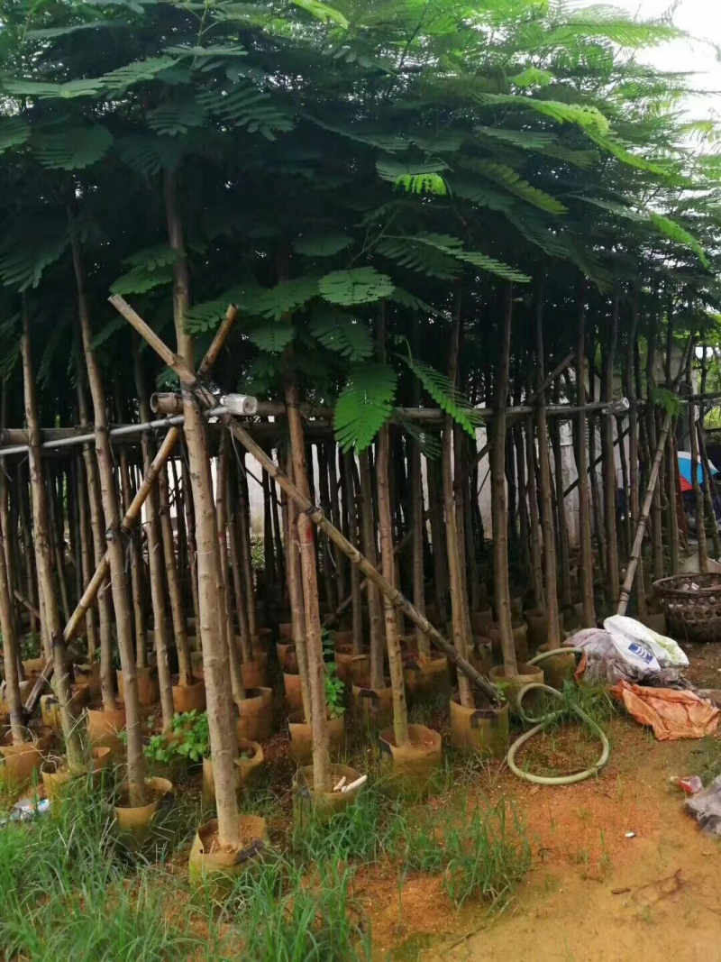 凤凰木