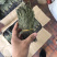 新货野生独脚金扎小把的精品