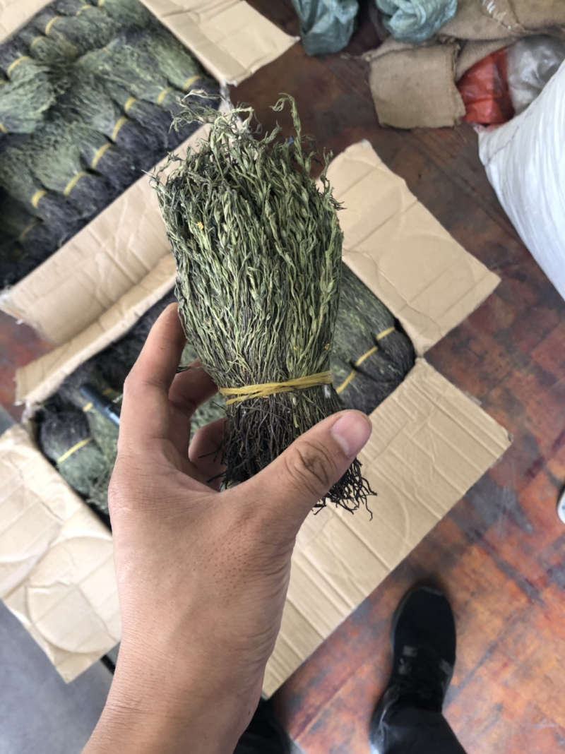新货野生独脚金扎小把的精品