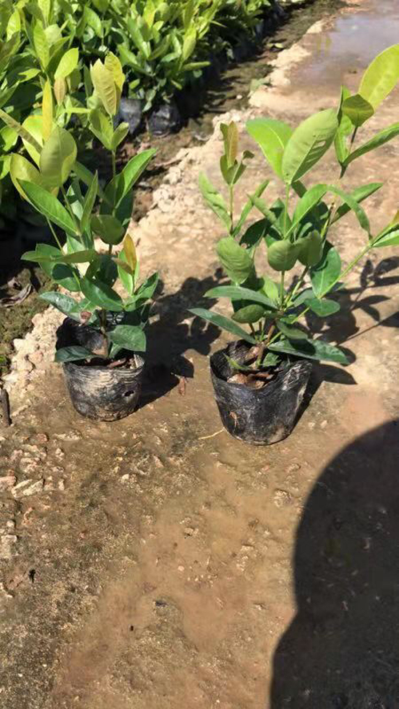 龙船花一万多棵