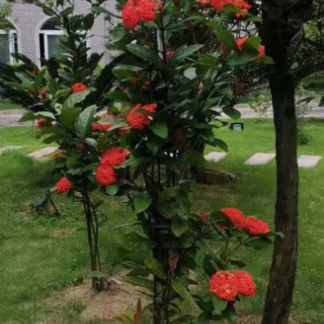 龙船花一万多棵