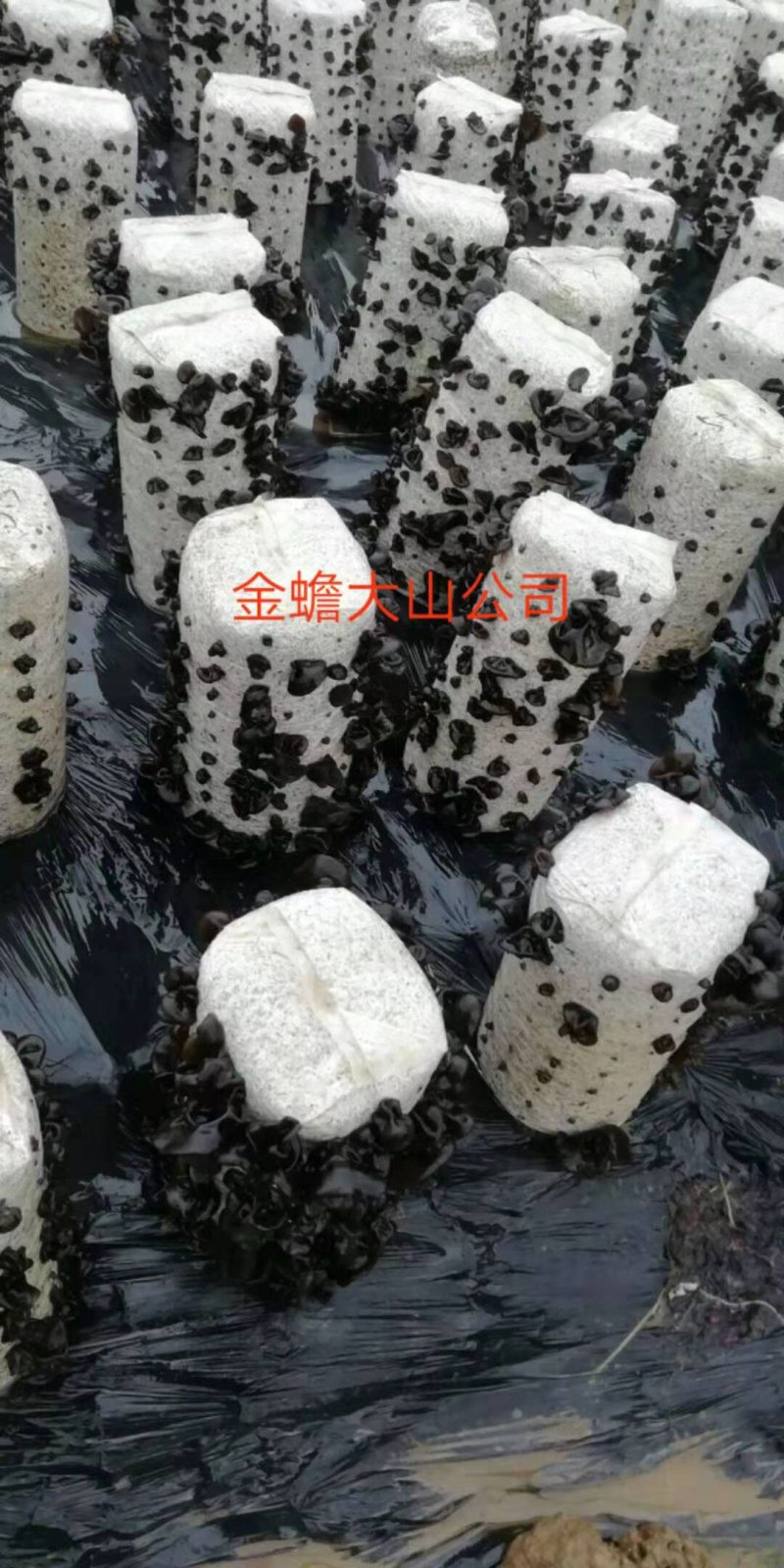 黑木耳干品供应东北品种黑木耳多筋黑木耳