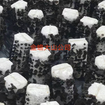 黑木耳干品供应东北品种黑木耳多筋黑木耳