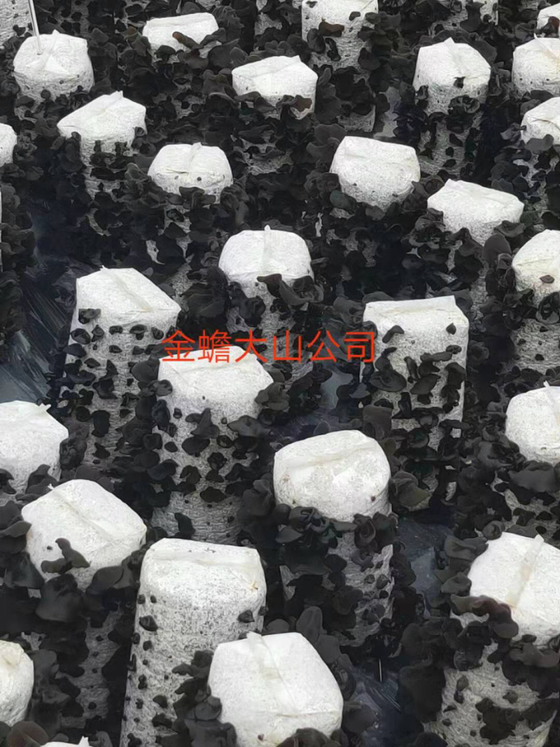 黑木耳干品供应东北品种黑木耳多筋黑木耳