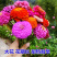 百日草花种子，花卉种子景观花海百日菊花籽