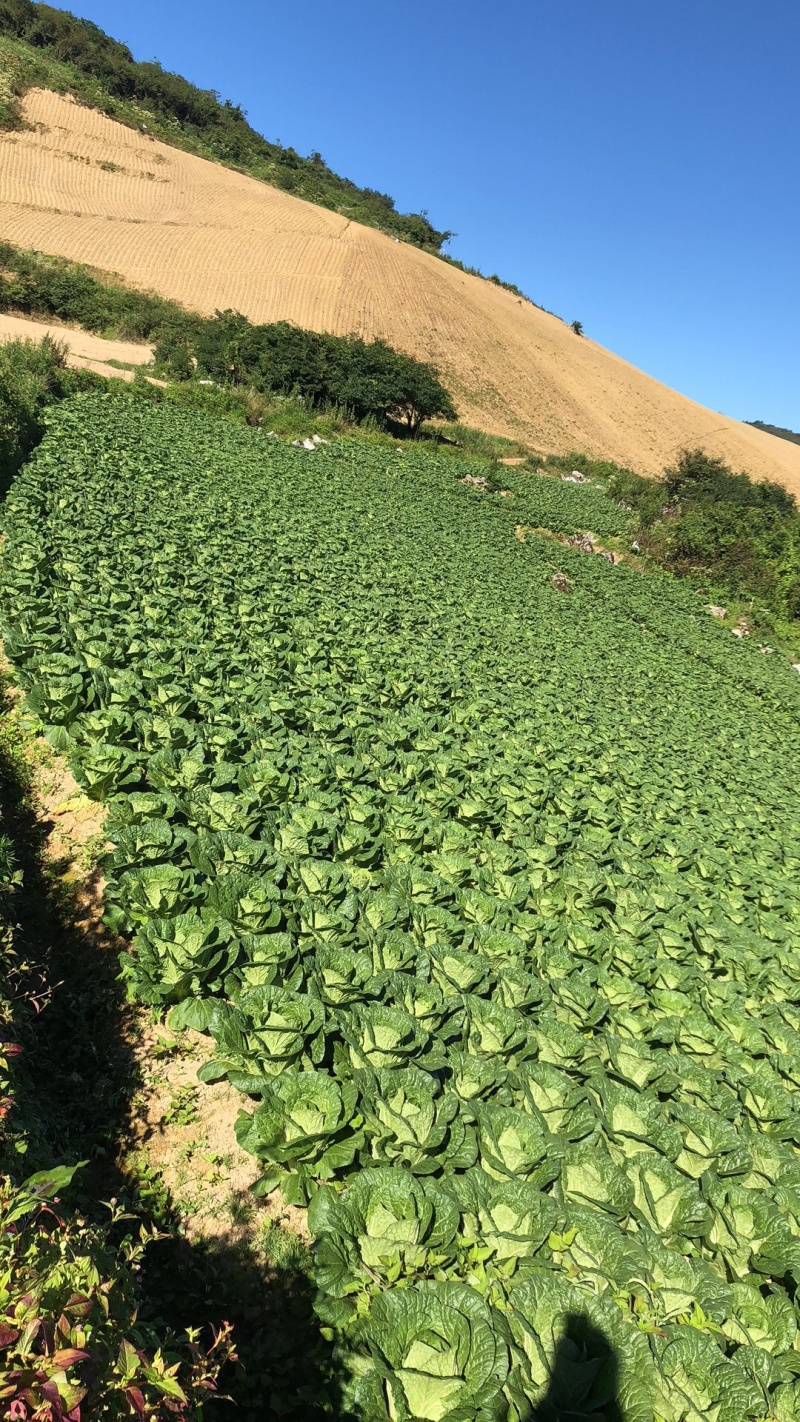 【牛商优】长阳反季节矮颗黄心白菜大量供应量大