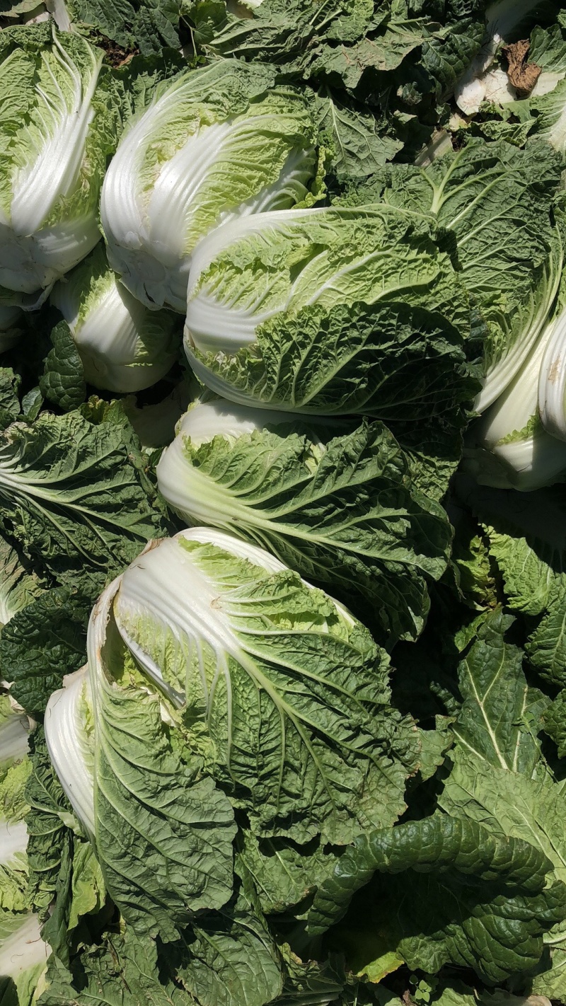 【牛商优】长阳反季节矮颗黄心白菜大量供应量大
