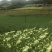 【牛商优】长阳反季节矮颗黄心白菜大量供应量大