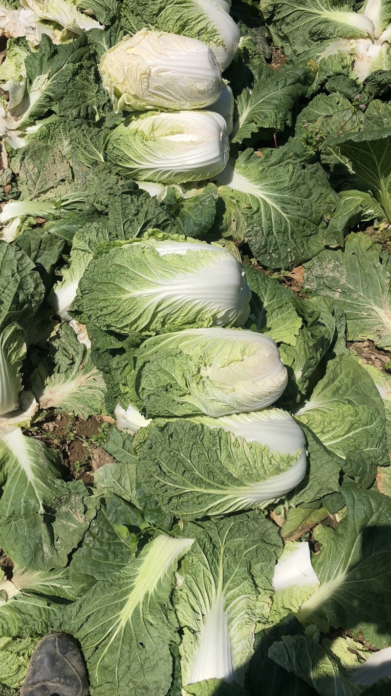 【牛商优】长阳反季节矮颗黄心白菜大量供应量大