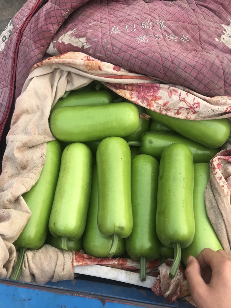 瓢瓜、短瓢、弧子、保证质量、商朝电商食堂都可以、
