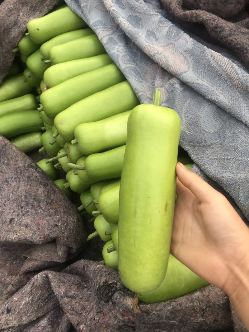 瓢瓜、短瓢、弧子、保证质量、商朝电商食堂都可以、